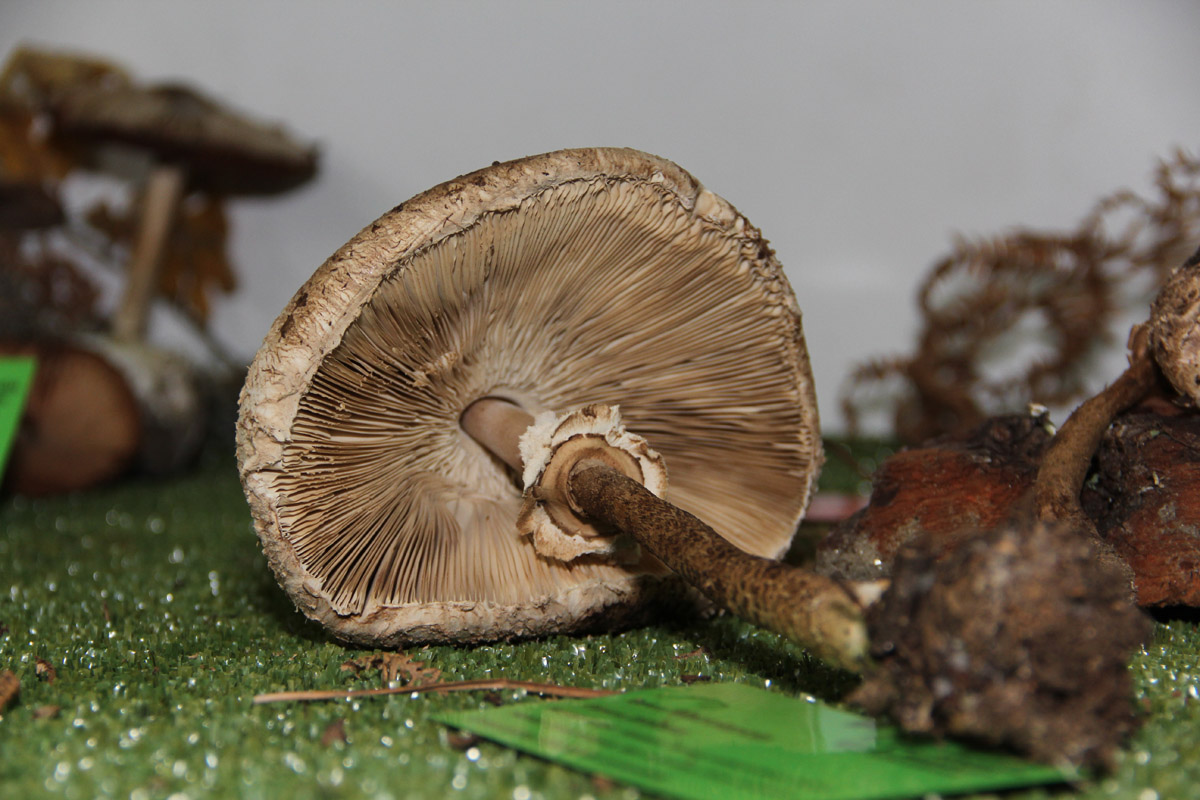 macrolepiota