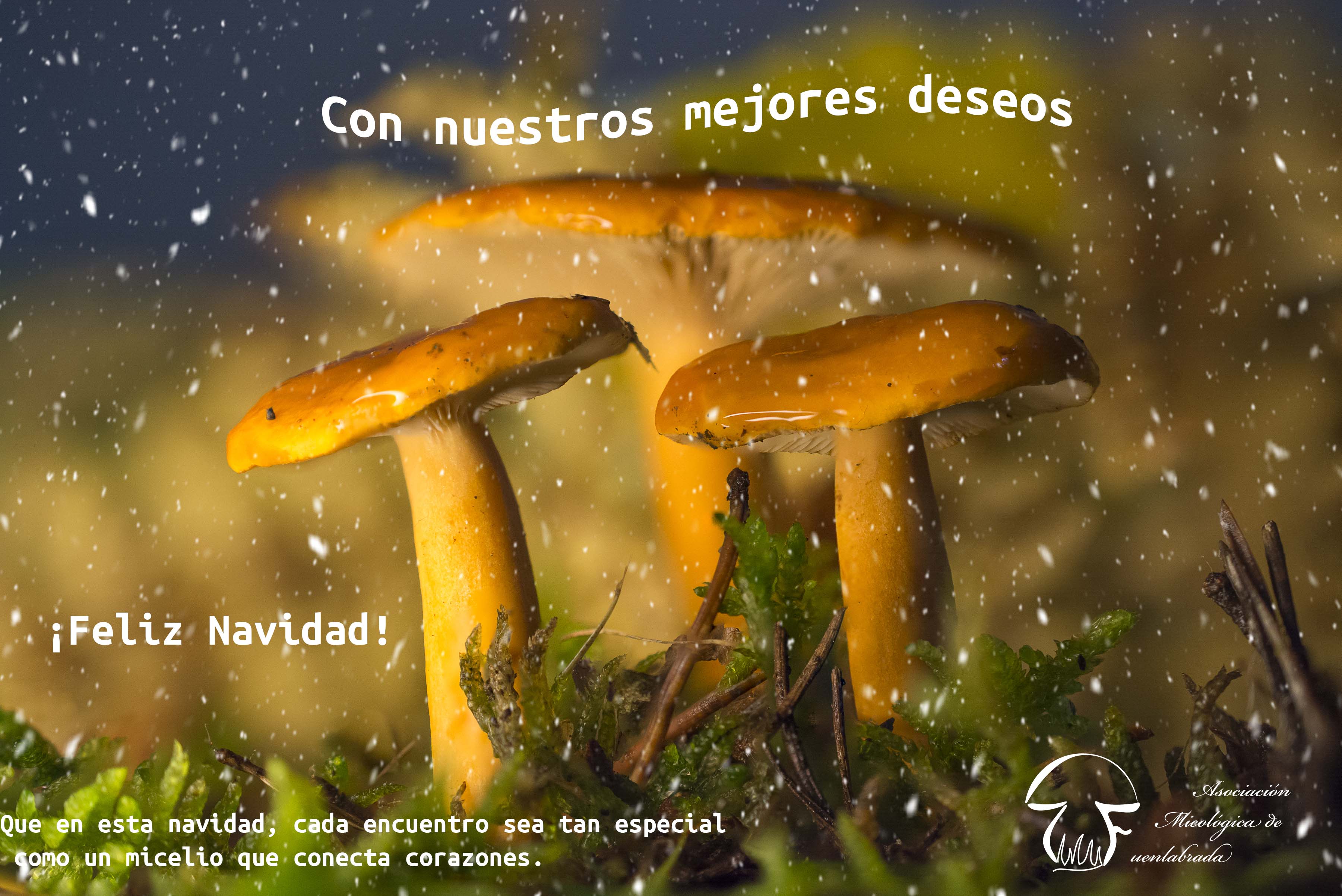 Feliz navidad 2024