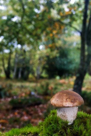 Boletus