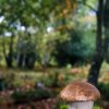 Boletus