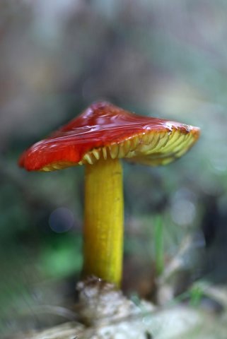 Hygrocybe