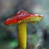 Hygrocybe