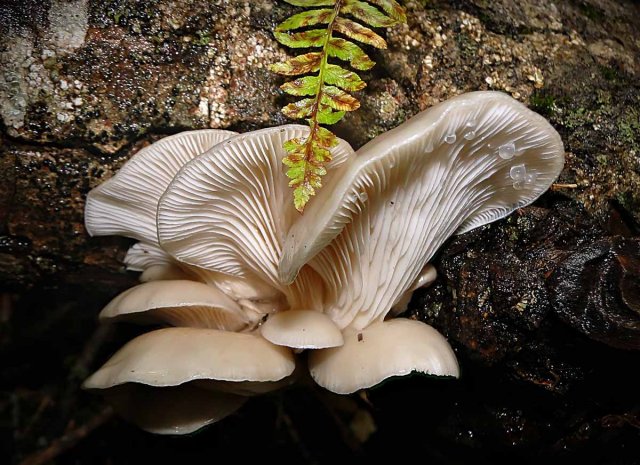 1Pleurotus