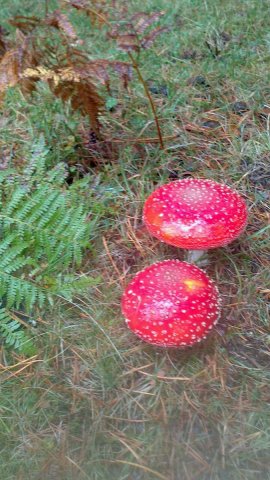 Amanitamuscaria