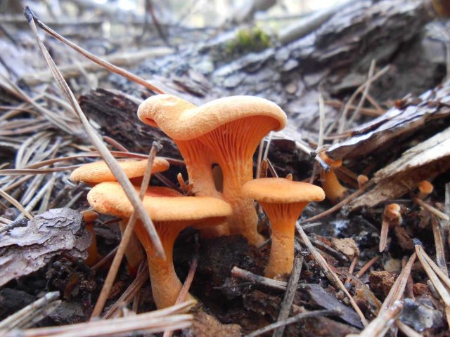 Hygrophoropsisaurantiaca