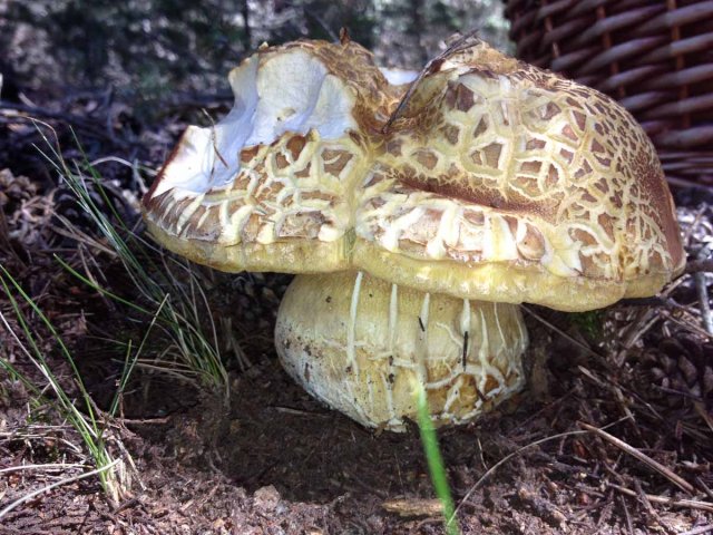 boletus