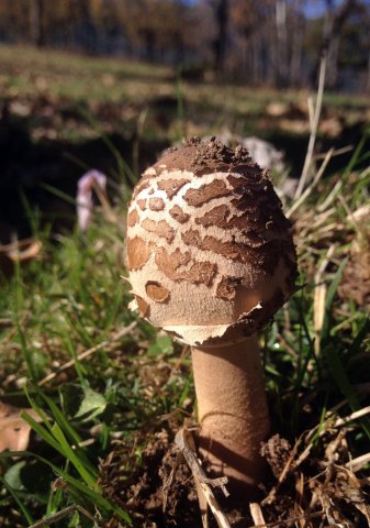 Macrolepiota