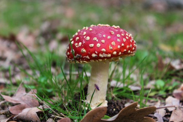 Muscaria-11