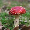 Muscaria-11