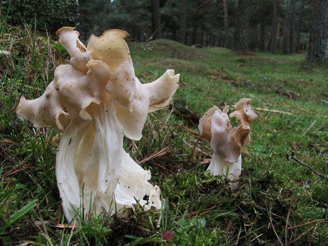 HELVELLA_CRISPA(GU)30-11-06IMG_9494-CONTRS