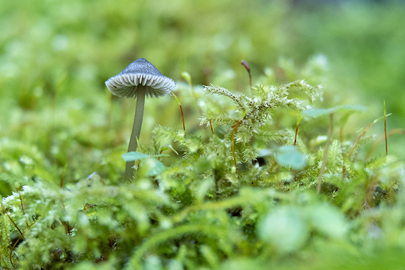 Mycena aetites   Photo macro seta 3