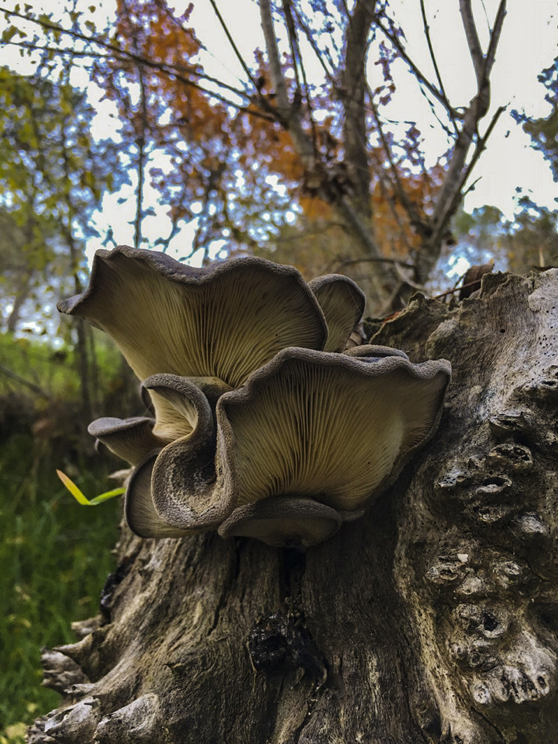 02hohenbuhelia mastrucata