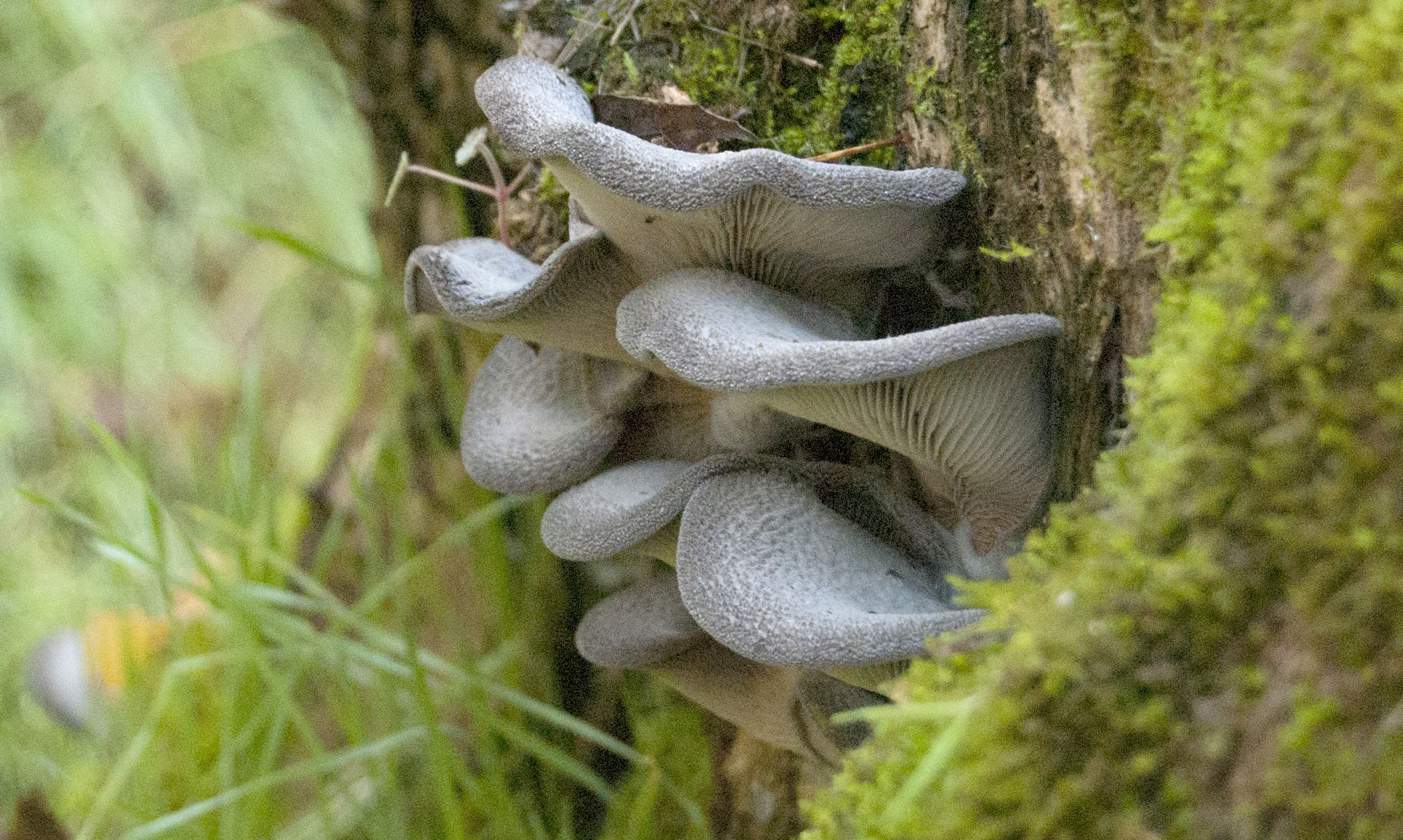 03Hoembuelia pataloides