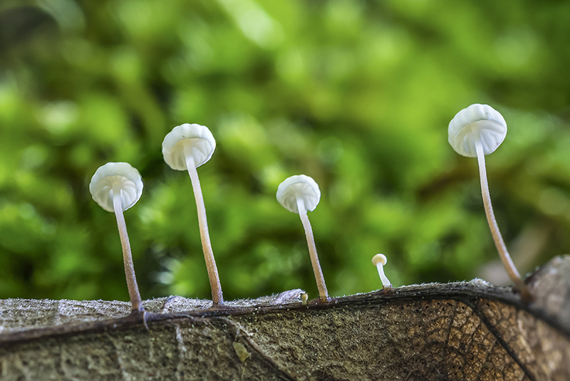 JPS Marasmius epiphyllus