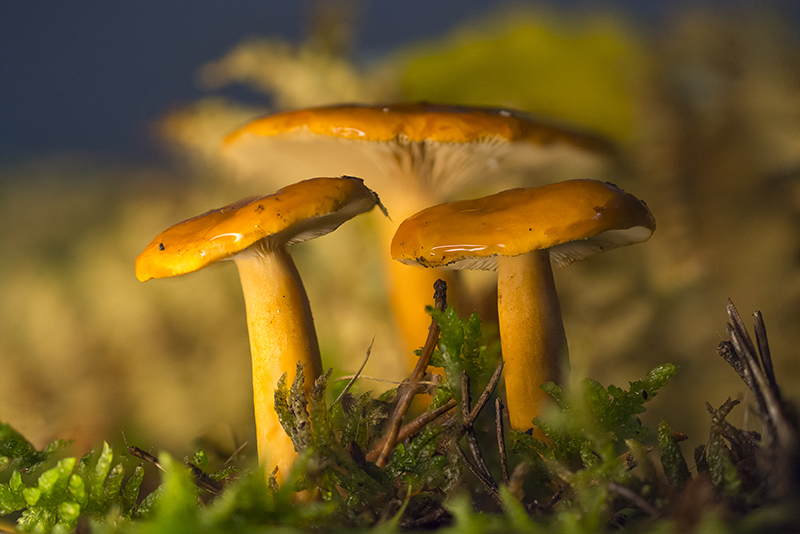 1 Lactarius auriantiacus